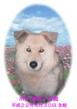 ポチちゃんのメモリアル写真　ペット葬儀日：２０１０年７月１日　茨城県よりご依頼